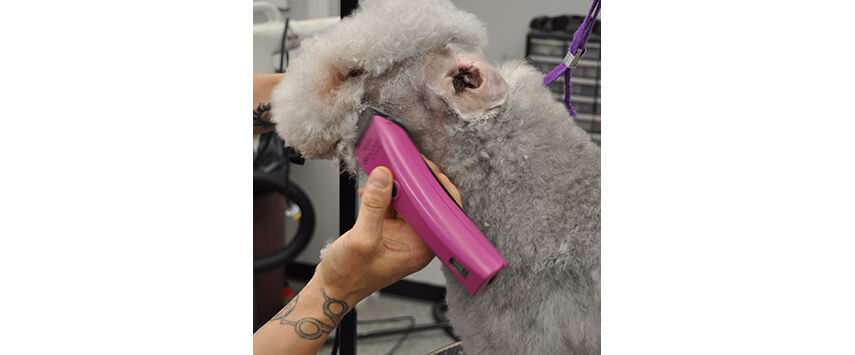 How to Groom a Bedlington Terrier
